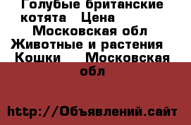 Голубые британские котята › Цена ­ 7 000 - Московская обл. Животные и растения » Кошки   . Московская обл.